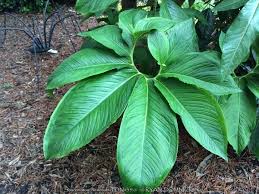 Image result for Sauromatum venosum