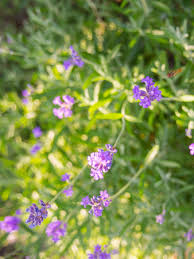 Image result for Commicarpus pedunculosus