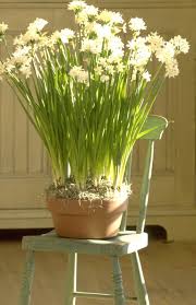In The Country Paperwhites Paperwhites Planting Flowers Winter Flowers