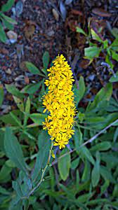 N20140930 0037 Solidago Velutina Ssp Californica Rpbg California Native Plants Hillside Landscaping Fall Plants