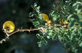 Image result for Solanum linneanum
