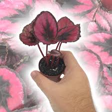 Image result for Begonia nyassensis