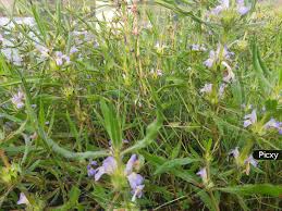 Image result for Hygrophila schulli