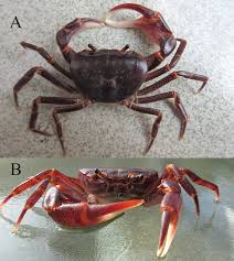 Image result for Dinebra caudata