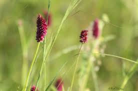 Image result for Centemopsis