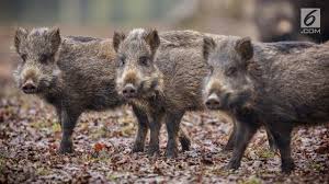 Gambar babi hd gambar via kalimantanpers.co.id. 1 Nyawa Petani Dibayar Kematian 3 Babi Hutan Regional Liputan6 Com