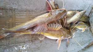 Ikan berkenaan adalah ikan yang agresif memakan pelbagai hidupan dalam. Kenali Ikan Baung Umpan