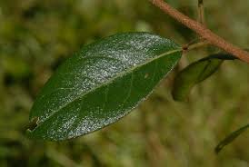 Image result for Hymenocardia