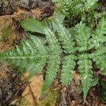 Image result for Blotiella glabra