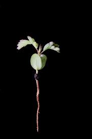 Image result for Aeschynomene americana