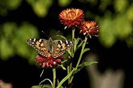Photo Of Strawflower Xerochrysum Bracteatum Monster Fireball Uploaded By Fleur569 Bird Garden Bloom Photo