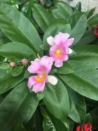 Image result for Pereskia