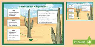Deep roots to tap groundwater. Cactus Plant Adaptation Display Poster Teacher Made