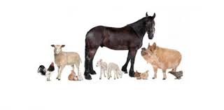 Would you rather have your familiar be. Wild And Domestic Animals Quiz Proprofs Quiz