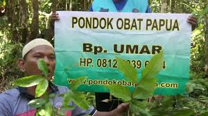 Hasil gambar untuk daun bungkus tiga jari