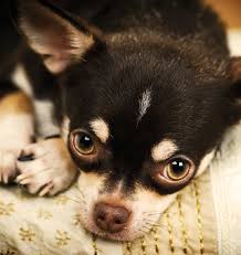 A breeder who will let a puppy leave the home when the pup is under 3 months old is acting irresponsibly. Chihuahua