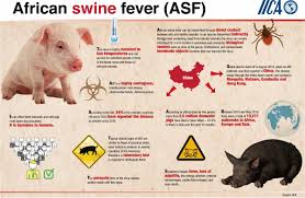 Omg it's like iceland here. Iica Calls For Strengthening Sanitary Controls To Prevent The Spread Of African Swine Fever Inter American Institute For Cooperation On Agriculture