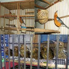 Menjelang maghrib anis kembang dibiarkan beristirahat dengan sangkarnya dikerodong sambil diperdengarkan suara master. 3 Cara Ternak Burung Anis Merah Agar Sukses Hewan Id