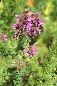 Image result for Plectranthus fruticosus