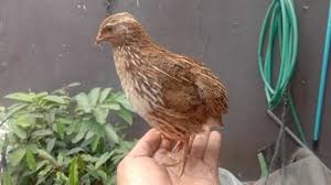 Burung Puyuh Gacor Jinak Bunyi Di Tangan Youtube