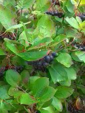 What Are These Looks Like Blueberries In Front On Home Depot In Lake Geneva Plant Leaves Plants Grapes