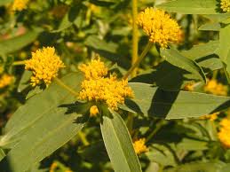 Image result for Flaveria bidentis