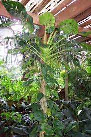 Monstera Lechleriana The Leaves Are Large Thick And Only Forms Holes Once It Is Climbing It Is A Large Fast Grower A Philadendron Plant Monstera Rare Plants