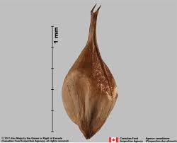 Image result for Cyperus sp.no.5