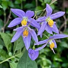 Fungsi bunga terompet untuk digunakan sebagai tanaman hias. Solanum Seaforthianum L Brazilian Night Shade Tanaman Hias Merambat Yang Berbunga Ungu Berbentuk Bintang Yang Indah Planter And Forester
