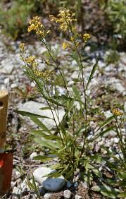 Image result for Solidago simplex