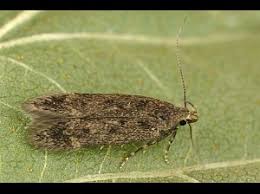 Image result for Bryotropha senectella