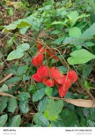 Image result for Cnestis