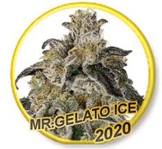 Gelato 33 is a hybrid marijuana strain made by crossing sunset sherbet and thin mint gsc. Mr Gelato Ice Von Mr Hide Seeds Cannabis Sorten Infos