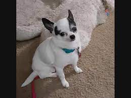 Raw dog food, nutritional boosters, dog dental care Latest Pets Up For Adoption In The Cuyahoga Falls Area Cuyahoga Falls Oh Patch