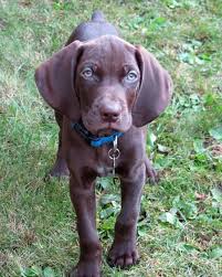 We did not find results for: 8 German Shorthaired Pointer Mix Breeds The Popular And Adorable Hybrid Dogs Petpress
