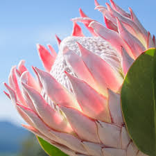 Proteas — saltar a navegación, búsqueda no debe confundirse con protea. Regyne Protea Farm Home Facebook