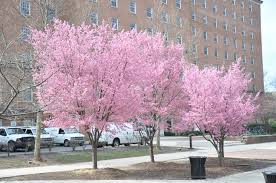 Superior cultivars may be substituted with the permission of the agency. Cherry Okame Clark Brothers Nursery