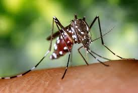 Sleep is the best way to recharge the body. Top 10 Ways To Avoid Getting Dengue Fever Thaiger