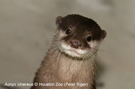 What A Happy Face Asian Small Clawed Otter Is The Smallest Otter Species And The Most Sociable Living In Family Groups Otters Wildlife Foundation Baby Otters