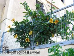 Image result for Solandra maxima