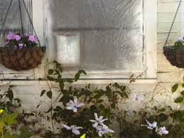 Clematis armandii is an exception to the usual specimens proffered by most plant retailers, and one worth serious consideration. Climbing Clematis The Spokesman Review