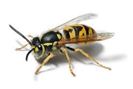 Red wasps, like their name implies, are red. Yellowjacket Wikipedia