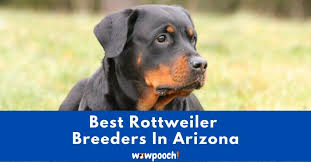 Check spelling or type a new query. Top 5 Best Rottweiler Breeders In Arizona Az State 2021 Wowpooch
