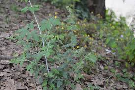 Image result for Dolichos trilobus