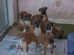 There are also dogs in rescue groups that need homes.if you see a dog you love on my page, please. Boxer Puppies In North Carolina
