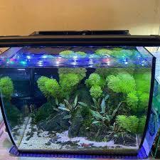 Planted Aquarium Ideas In 2020 Fish Tank Freshwater Aquarium Plants Planted Aquarium