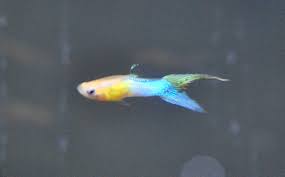 Endler s livebearer tiger endler k class. Guppy Japan Blue Blond Parchen Zierfische