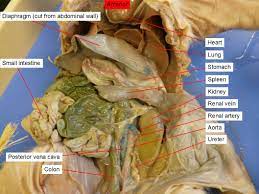 Reading Fetal Pig Dissection Biology Ii Laboratory Manual