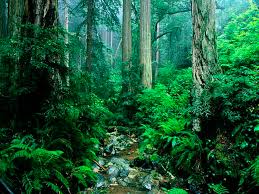 Maybe you would like to learn more about one of these? Magazine All About Amazon Rainforest Sgk Planet