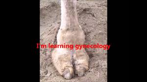 Bring a smile, laugh, or thought.to your day. Camel Toesong With Lyrics In Hd Bob Tom Show Best Version On Youtube Youtube